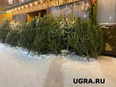 Хвойные леса под охраной: в Югре стартовала операция &laquo;Ель&raquo; для защиты деревьев