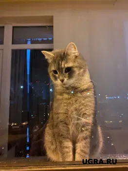 В Югре женщина убила кошку подруги и отправила ей жестокое видео