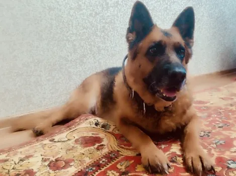 Югорская полиция ищет дом для служебной овчарки