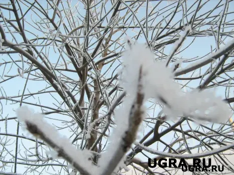От заморозков до мокрого снега: что ждет жителей Югры в ближайшие дни