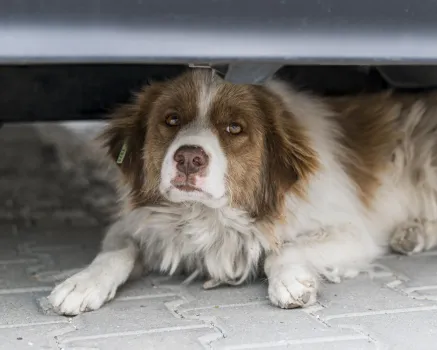 &laquo;У собаки во рту ничего живого не осталось&raquo;: В Нижневартовске подростки взорвали петарду в пасти пса