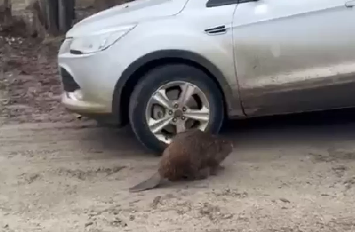 Фото: кадр из VKвидео
