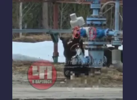 Без касок, но с любопытством: медвежата устроили «осмотр» нефтяной установки в ХМАО