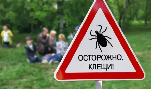 Рост активности клещей в ХМАО: каждый третий носитель опасных инфекций