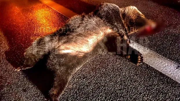 В Советском районе Югры автомобилист насмерть сбил медведя
