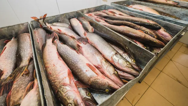 В рыбокомбинате Ханты-Мансийска обнаружили 91 тонны просроченной продукции