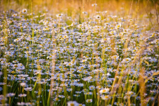 Увидели на своем участке ромашку и мать-и-мачеху? Пора бить тревогу &mdash; урожай в опасности