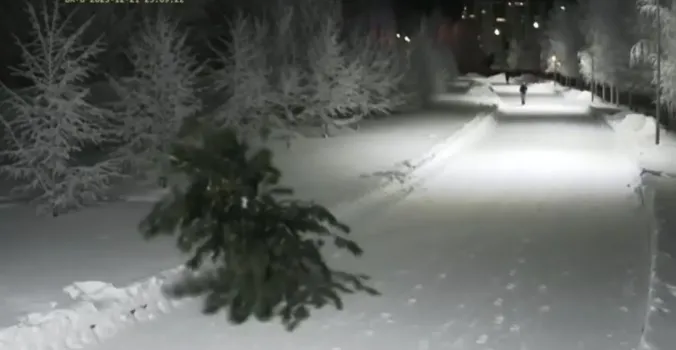 Хищение года: в Сургуте из парка «За Саймой» перед Новым годом украли кедр