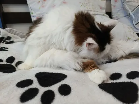 Тайны кошачьего сна: по какому принципу питомцы выбирают себе место для отдыха