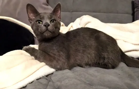 Загадка кошачьего взгляда: как усатые охотники видят мир и почему они так искусно ориентируются в пространстве ночью