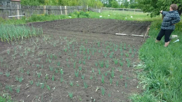 Вигна, момордика и батат: какие экзотические овощи можно посадить на российской даче — соседи будут в шоке