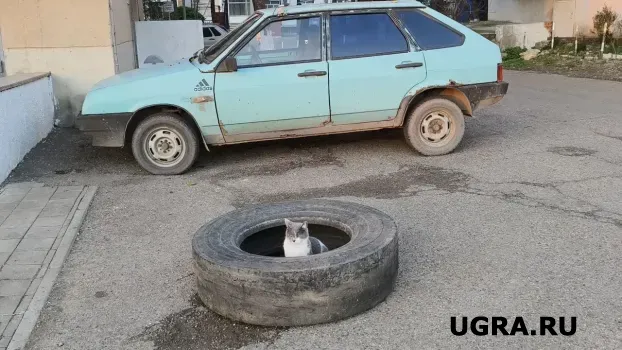 Госавтоинспекция Югры просит выезжать на трассу только на подготовленном авто: на что обратить внимание