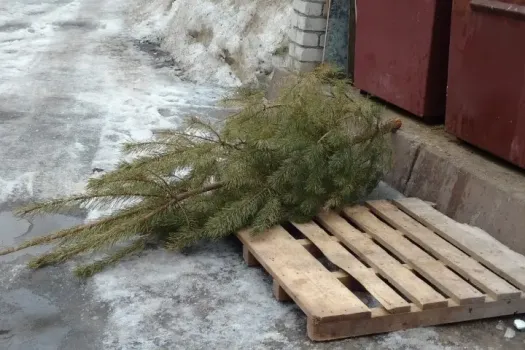 Куда сдать отслужившую новогоднюю елку: жителям Югры дали ценные советы