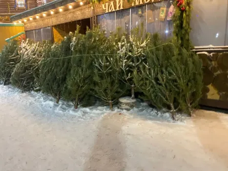 Когда убирать новогоднюю елку в 2026 году: астрологи назвали лучшие даты для привлечения денег и любви