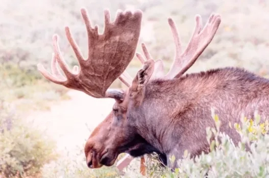 В Югре началась операция &laquo;Лось&raquo;