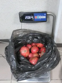 В 2025 году в Сургут хотели завезти 1,6 тонны подкарантинной продукции