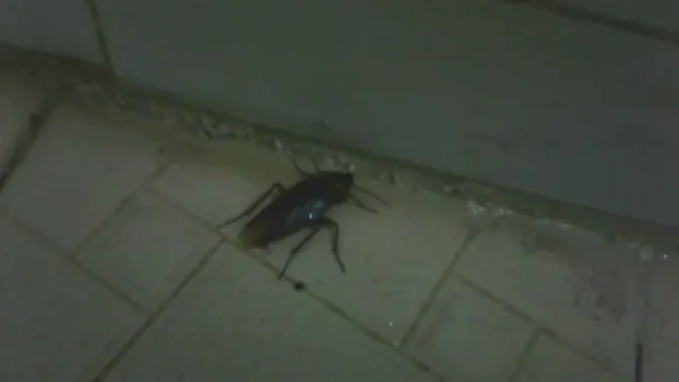 В Сургуте проверят супермаркет из-за жалоб на тараканов