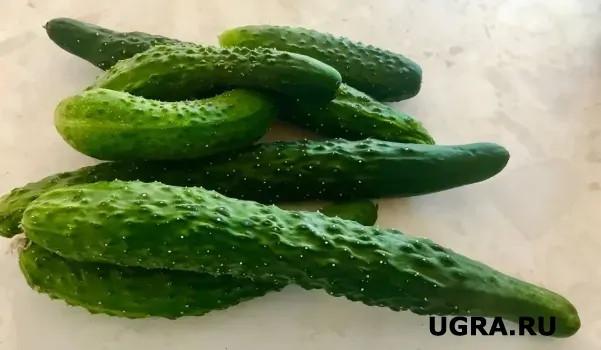 В Югре взвинтили цены на огурцы и помидоры