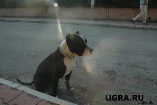 В ХМАО девочка отсудила у мэрии города компенсацию за укус бездомной собаки