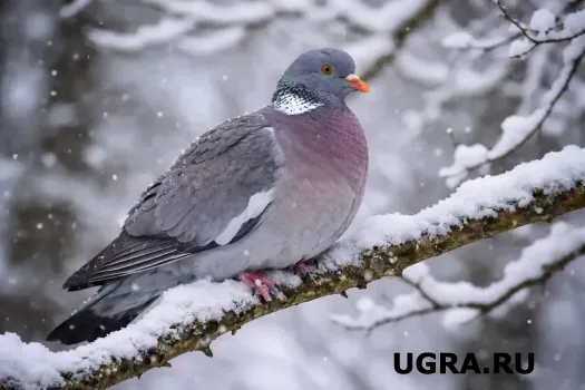 В Югре температура опустится до -46 градусов