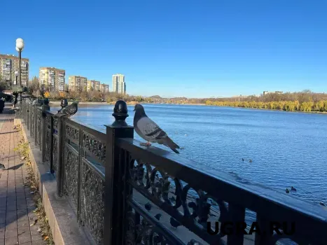 Участок набережной Саймы исключили из конкурса по КРТ в Сургуте