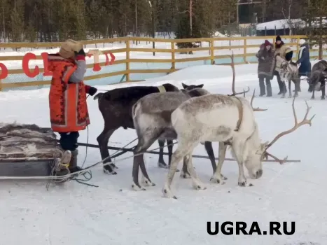 В Югре насчитали почти 30 тысяч домашних северных оленей