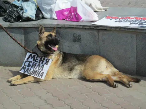 Более 200 животных нашли семью благодаря волонтёрам и жителям Нижневартовска