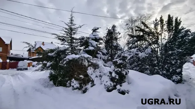 Югра лидирует в восстановлении лесов на Урале