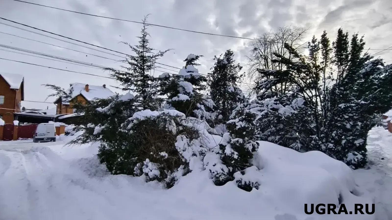 Югра лидирует в восстановлении лесов на Урале