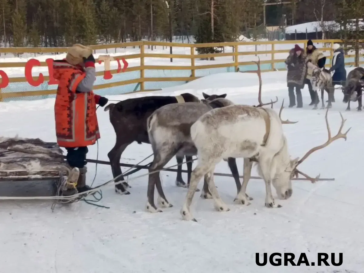 Югра увеличит финансирование оленеводства и введет выплаты за поголовье
