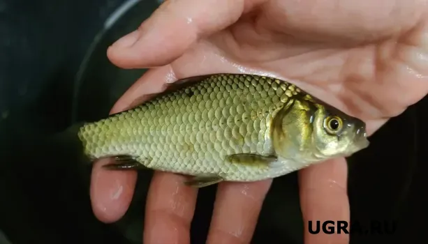 Жители Екатеринбурга массово ездят на рыбалку в Югру: в чем причина