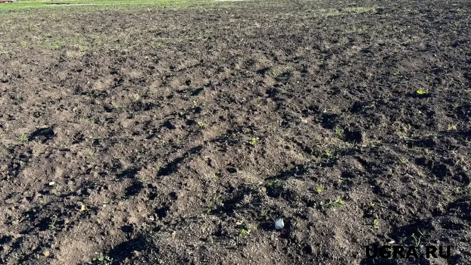 Забудьте про пшено и овсянку: одна крупа превращает почву в «золото» — навоз не нужен