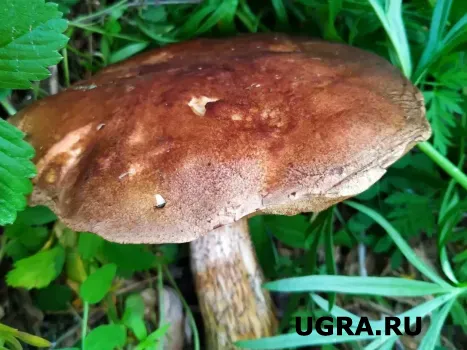 Не чистите шампиньоны: профессиональный лайфхак, который изменит вкус ваших блюд