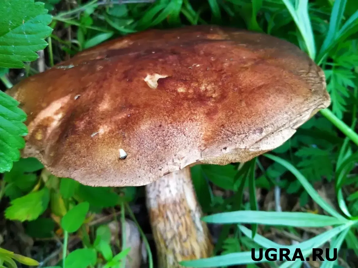 Не чистите шампиньоны: профессиональный лайфхак, который изменит вкус ваших блюд