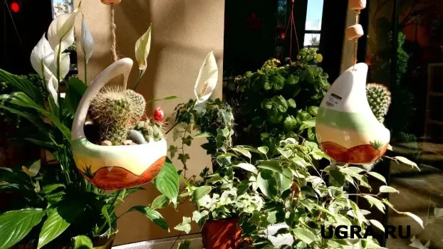 Какие комнатные растения реально очищают климат в квартире &mdash; поставила и больше никакого спертого воздуха