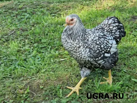 Югорскую птицефабрику оштрафовали за опасное вещество в мясе