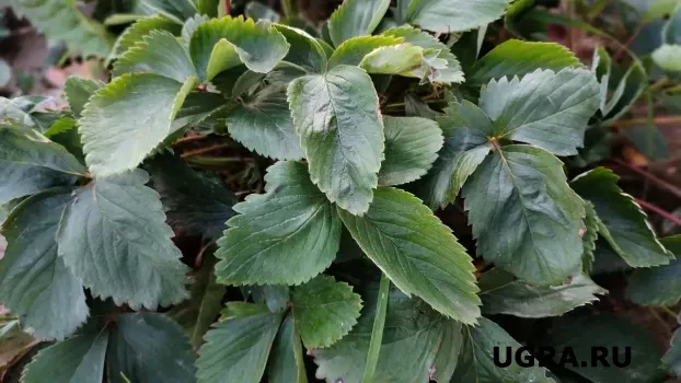 Что сажать на грядке после клубники &mdash; агроном дал совет и для северян, и для южан