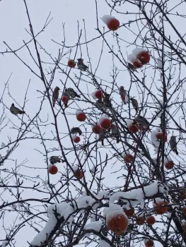 Зимняя подкормка птиц: что давать, а что &mdash; категорически запрещено