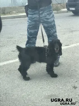 Почему нельзя кормить собаку перед прогулкой: привычка, которая может закончиться трагедией