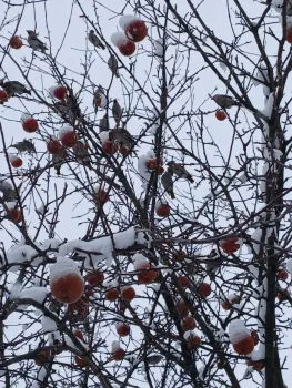 В Югре пройдет зимняя перепись воробьев