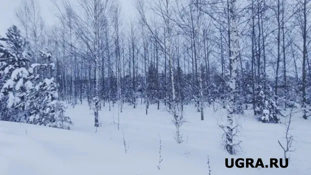 В Сургутском районе нашли пропавшего 17-летнего подростка в лесной избушке