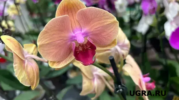 Листья растут, а цветов нет: почему орхидея &laquo;игнорирует&raquo; хозяев