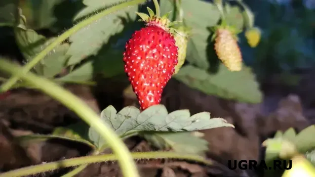 Без «химозы»: как вывести пятна от ягод с одежды — без вложений и усилий, по бабушкиному совету