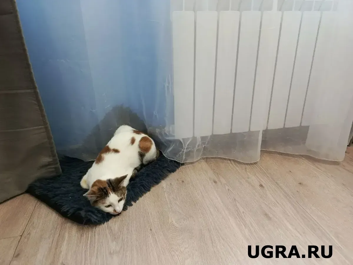 Вы для них — пуп Земли: 3 породы кошек, которые обожают хозяина, идеальны для семей с детьми