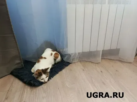 Вы для них — пуп Земли: 3 породы кошек, которые обожают хозяина, идеальны для семей с детьми