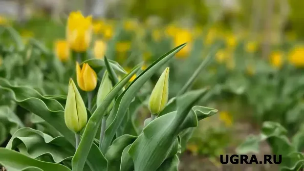 В ХМАО привезут 5 тысяч тюльпанов из Адыгеи