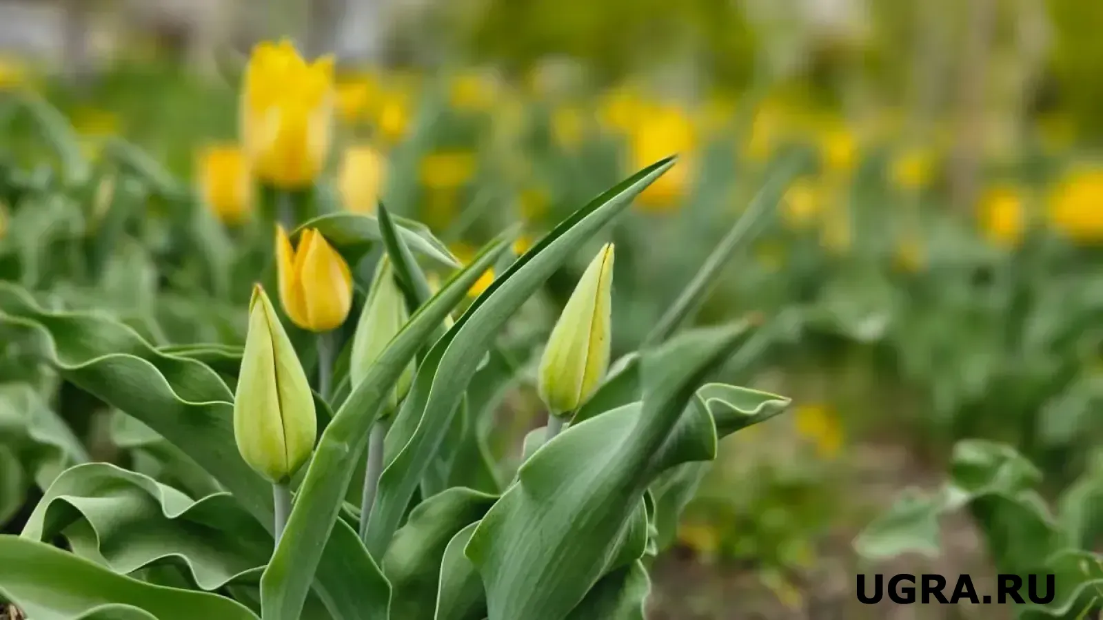 В ХМАО привезут 5 тысяч тюльпанов из Адыгеи