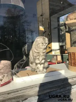 Кошка не слезает с батареи: мило или опасно? Ветеринары бьют тревогу