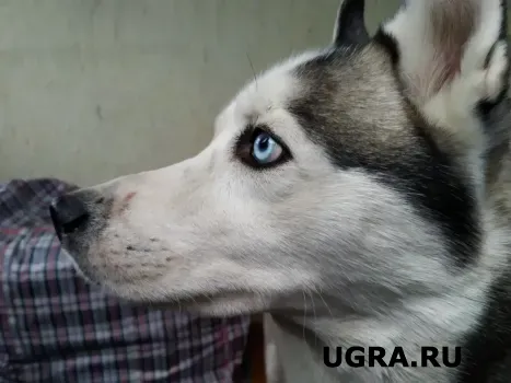 После смертельного ДТП в Югре волонтеры спасли раненую собаку