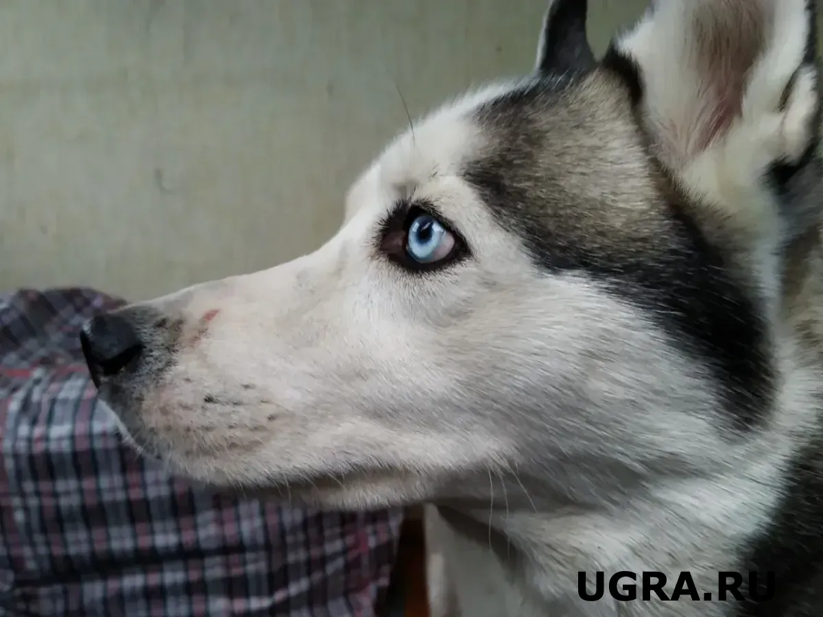 После смертельного ДТП в Югре волонтеры спасли раненую собаку